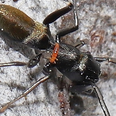 Ichneumonoidea (Superfamily) (A species of parasitic wasp) at Hackett, ACT - 1 Sep 2024 by TimL