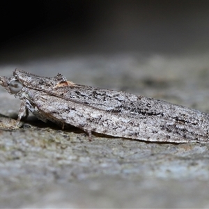 Acropolitis rudisana at Acton, ACT - 1 Oct 2024