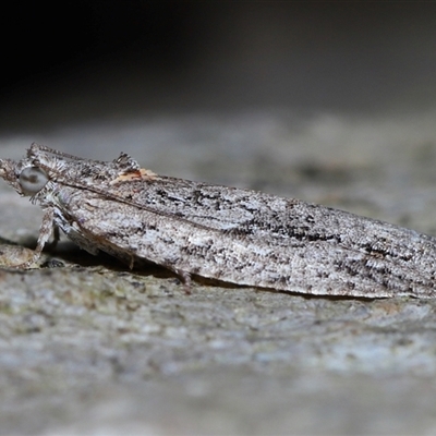 Acropolitis rudisana (Family Tortricinae) at Acton, ACT - 1 Oct 2024 by TimL