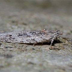 Acropolitis rudisana at Acton, ACT - 1 Oct 2024