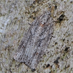 Acropolitis rudisana at Acton, ACT - 1 Oct 2024