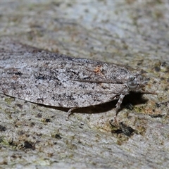 Acropolitis rudisana at Acton, ACT - 1 Oct 2024