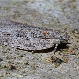 Acropolitis rudisana at Acton, ACT - 1 Oct 2024