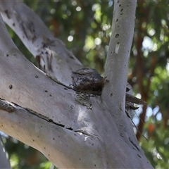 Podargus strigoides (Tawny Frogmouth) at Acton, ACT - 1 Oct 2024 by TimL