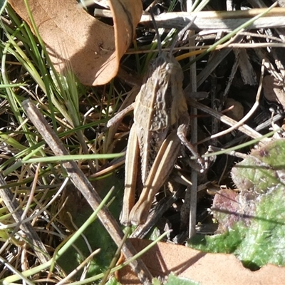 Perunga ochracea (Perunga grasshopper, Cross-dressing Grasshopper) at Ngunnawal, ACT - 27 Sep 2024 by RogerF