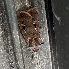 Agrotis munda (Brown Cutworm) at Duffy, ACT - 2 Oct 2024 by emptysea