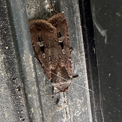 Agrotis munda (Brown Cutworm) at Duffy, ACT - 1 Oct 2024 by emptysea