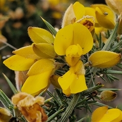 Ulex europaeus (Gorse) at Lake George, NSW - 2 Oct 2024 by trevorpreston