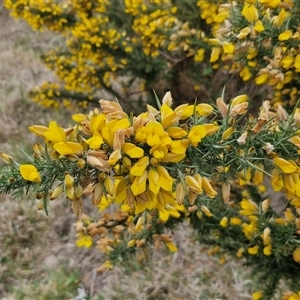 Ulex europaeus at Lake George, NSW - 2 Oct 2024 07:54 AM