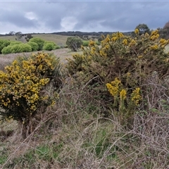 Ulex europaeus at Lake George, NSW - 2 Oct 2024 07:54 AM