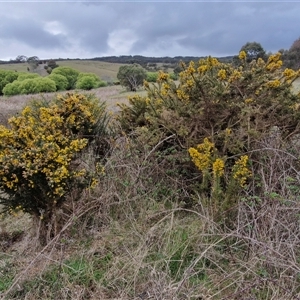 Ulex europaeus at Lake George, NSW - 2 Oct 2024 07:54 AM