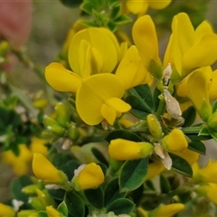 Genista monspessulana (Cape Broom, Montpellier Broom) at Yarra, NSW - 1 Oct 2024 by trevorpreston