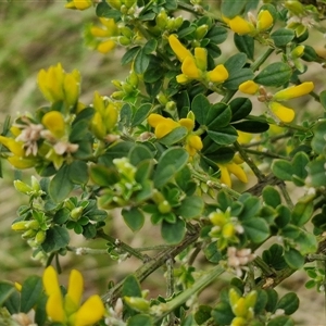 Genista monspessulana at Yarra, NSW - 2 Oct 2024