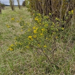 Genista monspessulana at Yarra, NSW - 2 Oct 2024