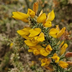 Ulex europaeus (Gorse) at Yarra, NSW - 1 Oct 2024 by trevorpreston