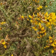 Ulex europaeus at Yarra, NSW - 2 Oct 2024 07:24 AM