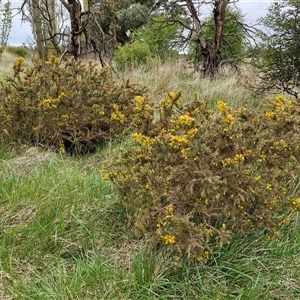 Ulex europaeus at Yarra, NSW - 2 Oct 2024 07:24 AM