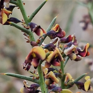 Daviesia genistifolia at Yarra, NSW - 2 Oct 2024