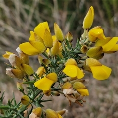 Ulex europaeus (Gorse) at Yarra, NSW - 2 Oct 2024 by trevorpreston