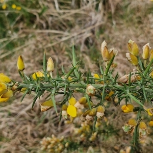 Ulex europaeus at Yarra, NSW - 2 Oct 2024 07:18 AM