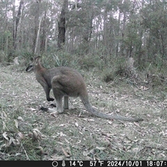 Notamacropus rufogriseus (Red-necked Wallaby) at Oakdale, NSW - 1 Oct 2024 by bufferzone