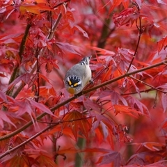 Pardalotus striatus (Striated Pardalote) at Richardson, ACT - 1 Oct 2024 by MB