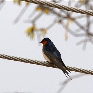 Hirundo neoxena at Richardson, ACT - 1 Oct 2024