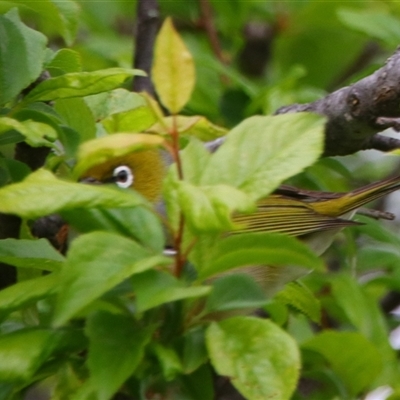 Zosterops lateralis (Silvereye) at Richardson, ACT - 30 Sep 2024 by MB