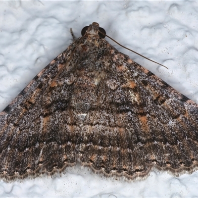 Diatenes igneipicta (an Erebidae Moth) at Ainslie, ACT - 24 Sep 2024 by jb2602