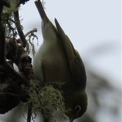 Zosterops lateralis at Kangaroo Valley, NSW - suppressed