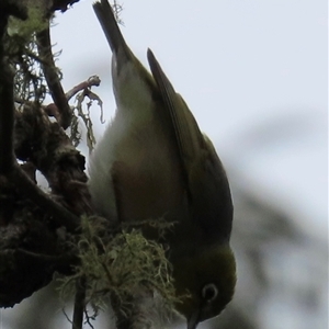 Zosterops lateralis at Kangaroo Valley, NSW - suppressed