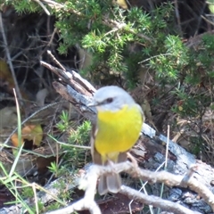 Eopsaltria australis (Eastern Yellow Robin) at Tomerong, NSW - 1 Oct 2024 by lbradley