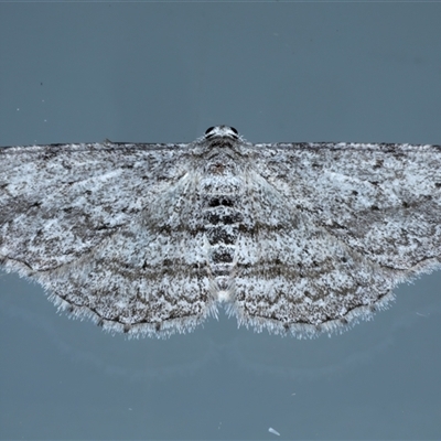 Phelotis cognata (Long-fringed Bark Moth) at Ainslie, ACT - 25 Sep 2024 by jb2602