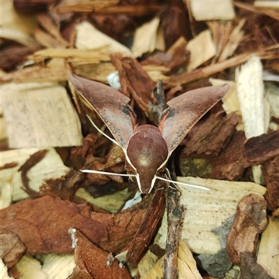 Hippotion scrofa (Coprosma Hawk Moth) at Rivett, ACT - 1 Oct 2024 by MilKeigh