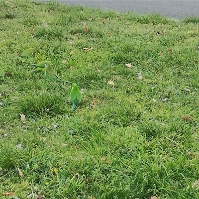 Polytelis swainsonii (Superb Parrot) at O'Connor, ACT - 28 Aug 2024 by MilKeigh