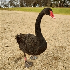 Cygnus atratus (Black Swan) at Yarralumla, ACT - 15 Jun 2024 by MilKeigh