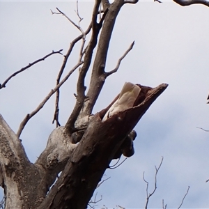 Cacatua galerita at Cook, ACT - suppressed