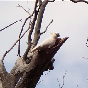 Cacatua galerita at Cook, ACT - 26 Sep 2024