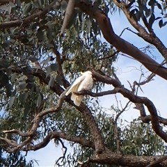 Cacatua galerita at Cook, ACT - suppressed