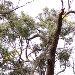 Cacatua galerita at Cook, ACT - suppressed