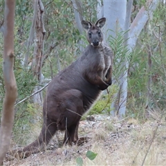 Osphranter robustus robustus (Eastern Wallaroo) at Kambah, ACT - 1 Oct 2024 by SandraH