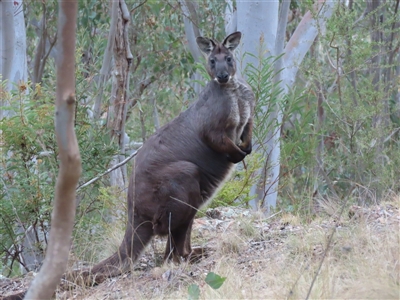 Osphranter robustus robustus (Eastern Wallaroo) at Kambah, ACT - 2 Oct 2024 by SandraH