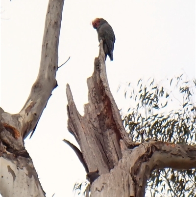 Callocephalon fimbriatum (identifiable birds) (Gang-gang Cockatoo (named birds)) at Cook, ACT - 28 Sep 2024 by CathB