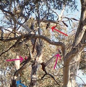 Callocephalon fimbriatum (identifiable birds) at Cook, ACT - suppressed