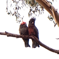 Callocephalon fimbriatum (identifiable birds) at Cook, ACT - suppressed