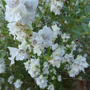 Prostanthera striatiflora at Lake Mackay, NT - 27 Aug 2024 08:17 AM