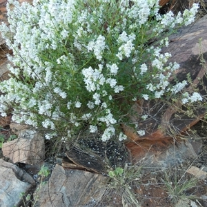 Prostanthera striatiflora at Lake Mackay, NT - 27 Aug 2024 08:17 AM