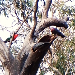 Callocephalon fimbriatum (identifiable birds) (Gang-gang Cockatoo (named birds)) at Cook, ACT - 28 Sep 2024 by CathB