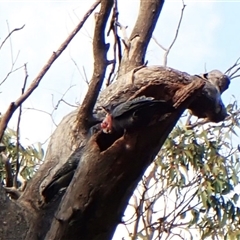 Callocephalon fimbriatum (identifiable birds) at Cook, ACT - suppressed