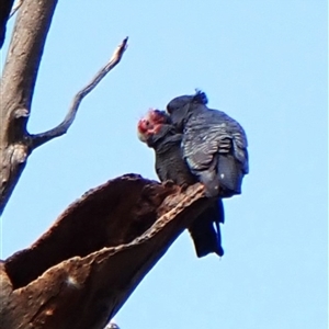 Callocephalon fimbriatum (identifiable birds) at Cook, ACT - suppressed